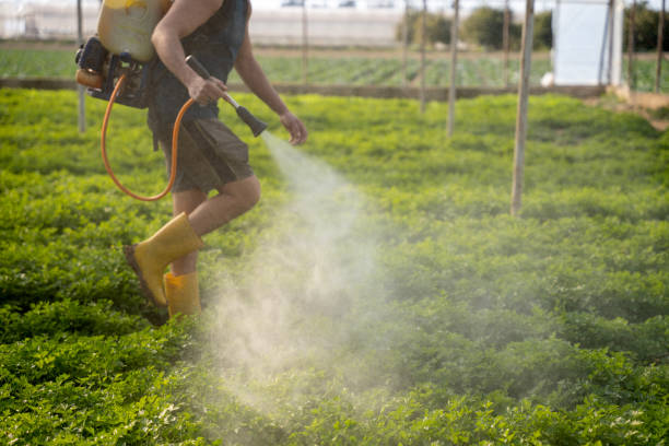 Wasp Removal Services in Colorado City, TX