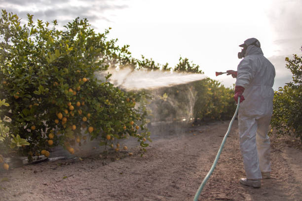 Best Rat Extermination Near Me  in Colorado City, TX