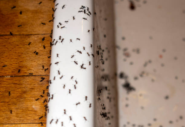 Insect Control in Colorado City, TX