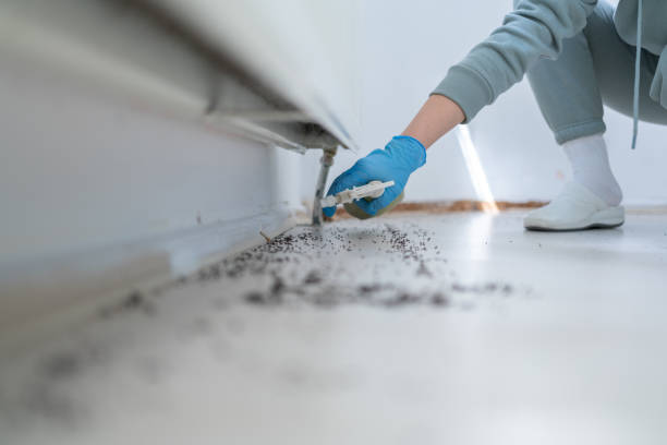 Best Wasp Removal Services  in Colorado City, TX